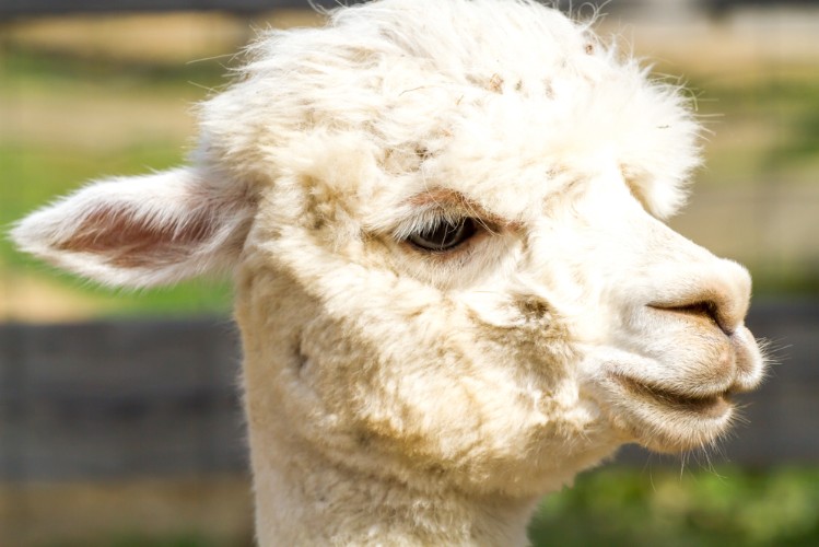 alpaca farming investment with a self-directed ira